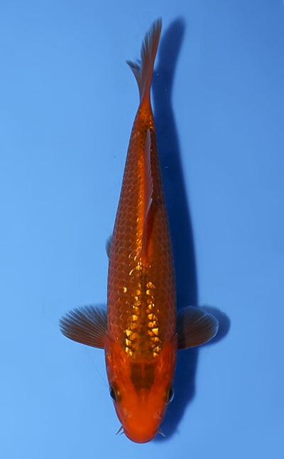 Red Corn - koi #x1031t011 - Taniguchi Koi Farm