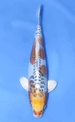 Kin Kikokuryu Archives - Kodama Koi Farm