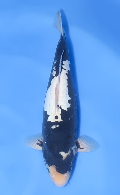 Beni Kumonryu - koi #x1104n007 - Ozumi Ikarashi Koi Farm