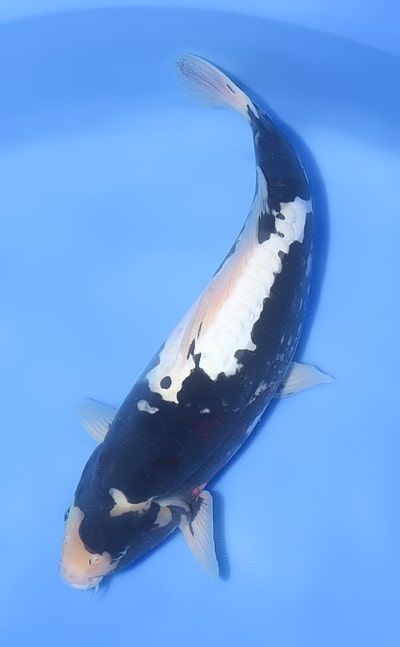 Beni Kumonryu - koi #x1104n007 - Ozumi Ikarashi Koi Farm