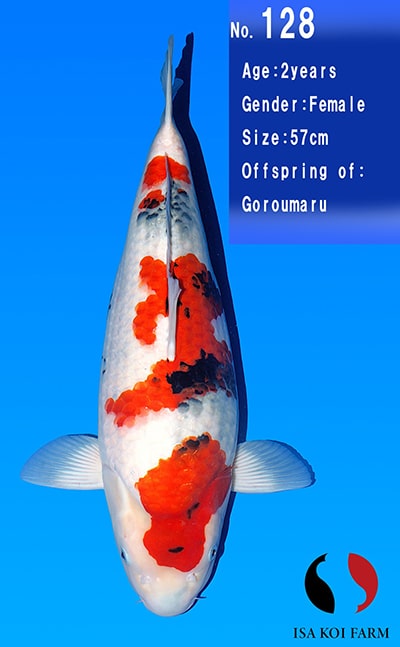 Showa - koi #x1105n004 - Isa Koi Farm