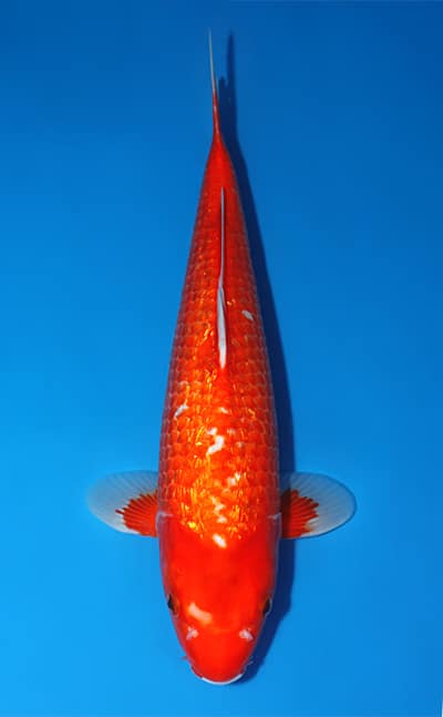 Ginrin Benigoi - koi #x1106m003 - Ozumi Ikarashi Koi Farm
