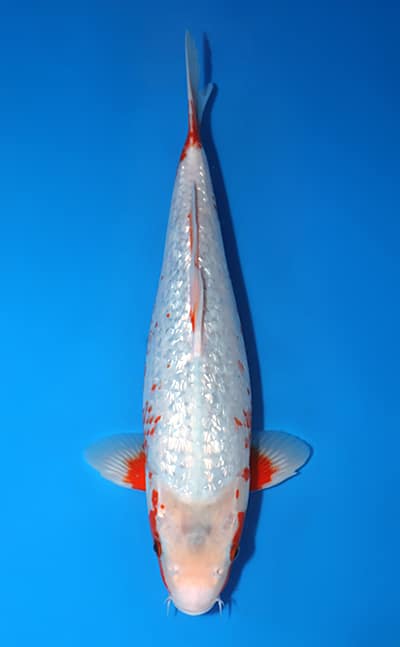 Ginrin Yuki Asagi - koi #x1106m009 - Ozumi Ikarashi Koi Farm