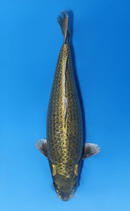 View High Quality Koi Available from Kodama Koi Farm