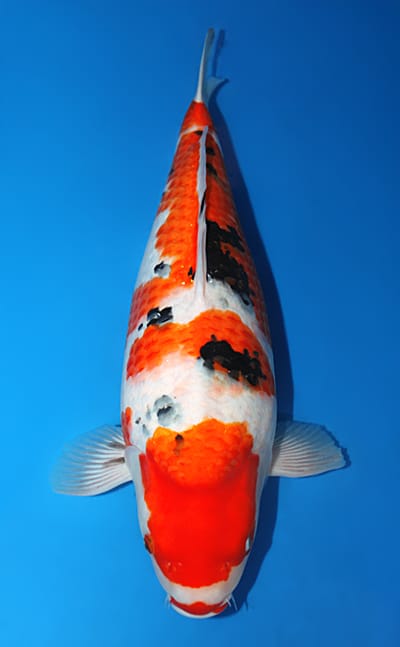 Taisho Sanke - koi #x1108n026 - Takano Koi Farm