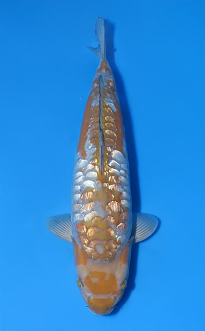 koi様 Stock Japan Koi Service Japan for the Worldwide export of
