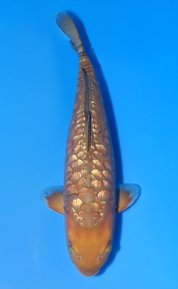 Welcome to Koi of the Week! Archives - Kodama Koi Farm