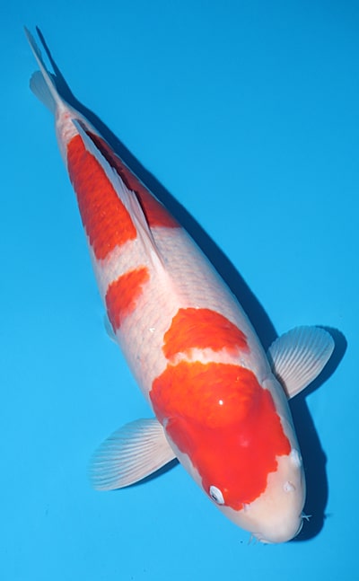Kohaku - koi #x1109n028 - Sakai Company