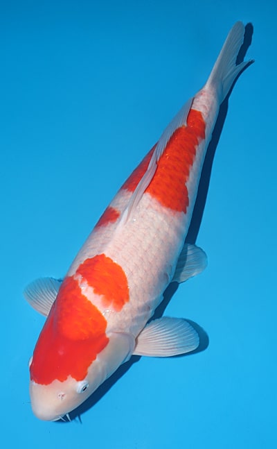 Kohaku - koi #x1109n028 - Sakai Company