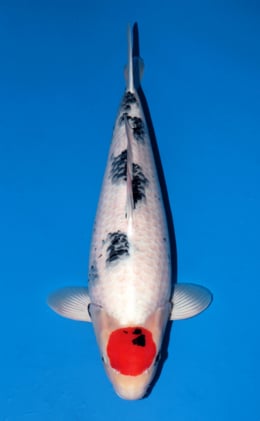 Tancho Showa - koi #x1110n009