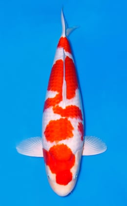 Kohaku - koi #x1110n010