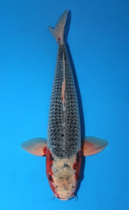 Shop the Best Koi Fish for Sale - Hand-Picked from Japan's Top