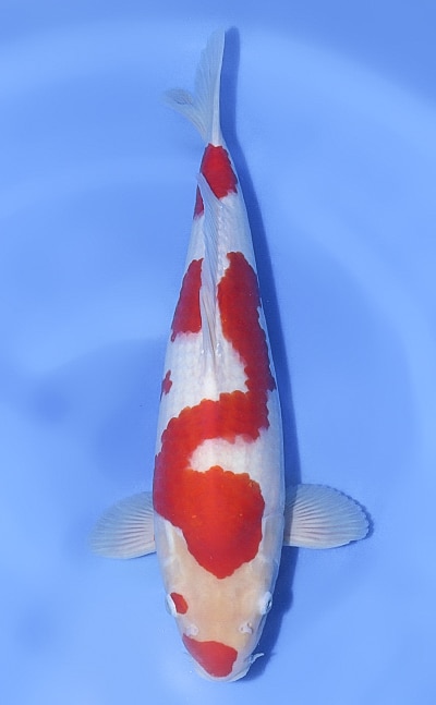 Kohaku Koi - koi #x1114n005 - Murata Koi Farm