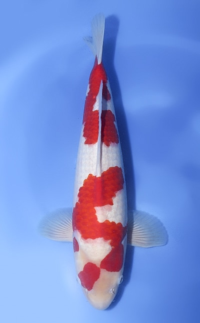 ∞kohaku∞ Kohaku Koi - koi #x1114n007 - Murata Koi Farm