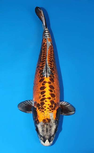 Kin Kikokuryu - koi #x1117m021 - Marusei Koi Farm