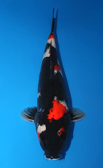kohnya様 Showa - koi #x1124s012 - Dainichi Koi Farm