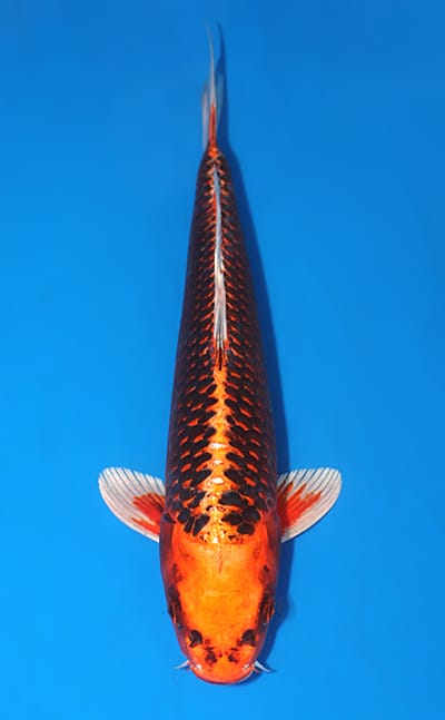 Orange Matsuba Ogon - koi #x1208a030 - Maruhiro Koi Farm