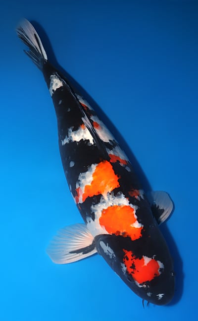 Showa - koi #x1216t005 - Dainichi Koi Farm