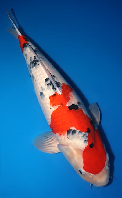 Taisho Sanke - koi #x1217t008 - Marudo Koi Farm
