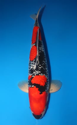 koi様 2025FALL-180: 55cm Hoshikin Kohaku | ChampKoi - Champion Nishikigoi