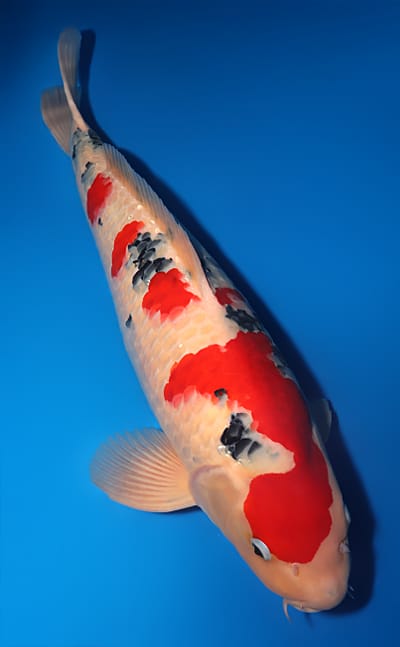 Taisho Sanke - koi #x1222t018 - Marudo Koi Farm