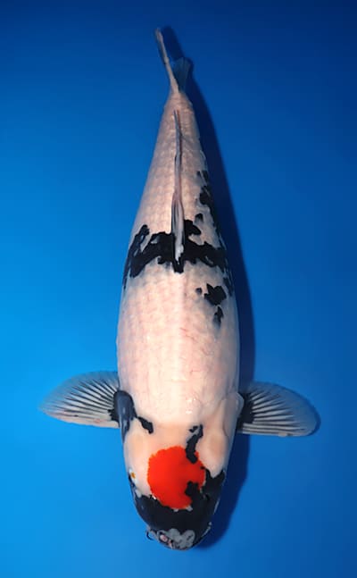 Koiページ Premium Koi: 23