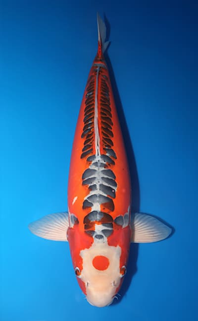 Shusui - koi #x1223n006-w1022n004 - Marusei Koi Farm