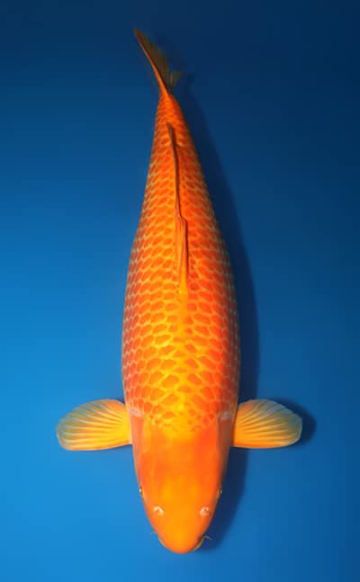 Golden Corn - koi #x1224t006 - Taniguchi Koi Farm