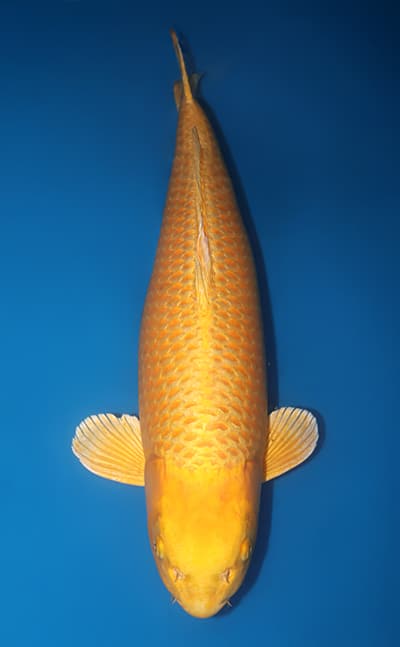 Ogon - koi #x1224t013-w1216t015 - Izumiya Koi Farm