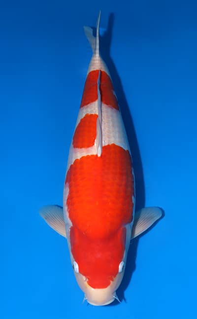 The Koi Matsuri – Premium Breeder Auction NO. 8 Archives - Kodama