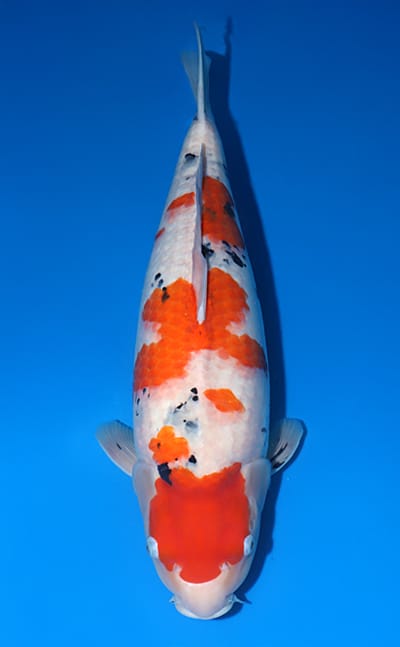 鯉ザオ Taisho Sanke - koi #x1210n009 - Matsue Nishikigoi Center
