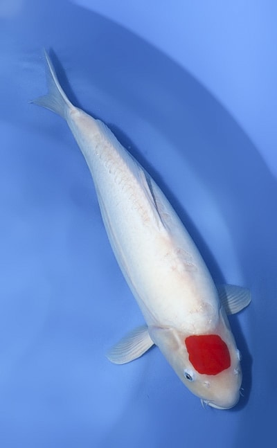 Doitsu Tancho Kohaku - koi #x1213n004 - Marusaka Koi Farm