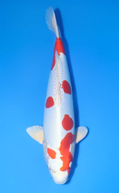 Kikusui - koi #x1215n005 - Tani Koi Farm
