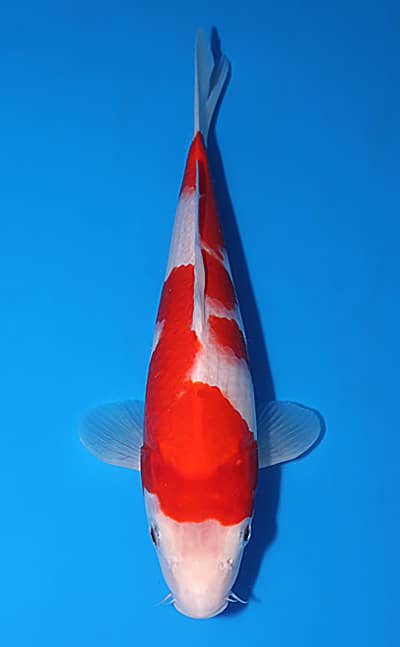 Kohaku - koi #x1230a027 - Dainichi Koi Farm