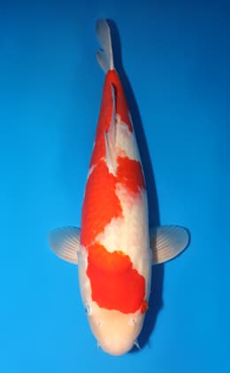 Kohaku - koi #y0126s024-re