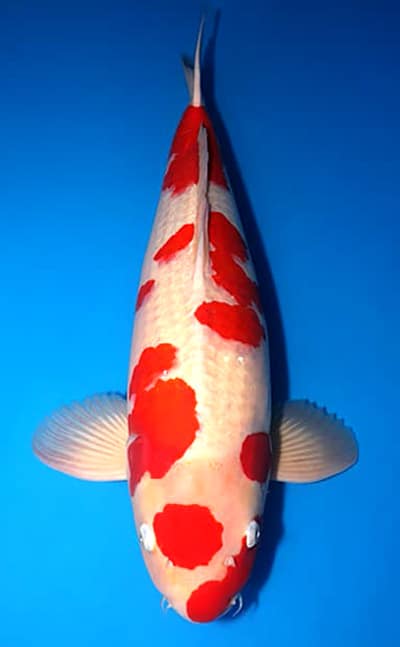 Kohaku Koi - koi #x1217t019 - Dainichi Koi Farm