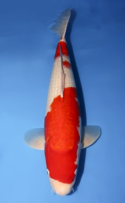 Kohaku - koi #y0127s020-re - Marudo Koi Farm
