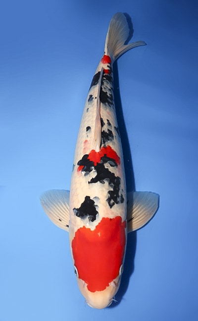 Taisho Sanke - koi #y0127s030-re - Marudo Koi Farm