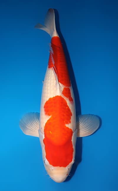 Kohaku - koi #y0130s010 - Dainichi Koi Farm