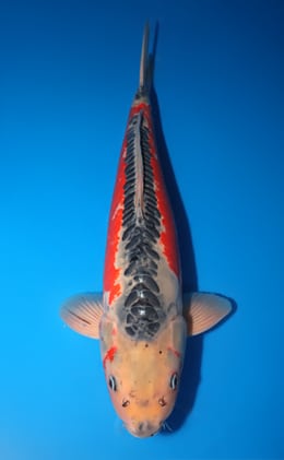 Shusui - koi #y0130s028