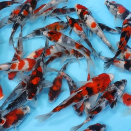 Dainichi Showa (12/box) - koi #y0200w006
