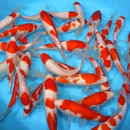Dainichi Kohaku (12/box) - koi #y0200w007