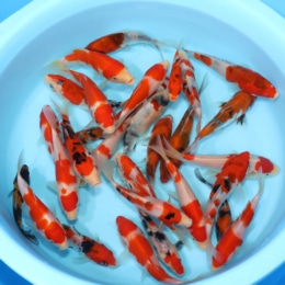 Gosanke Mix - koi #y0200w008