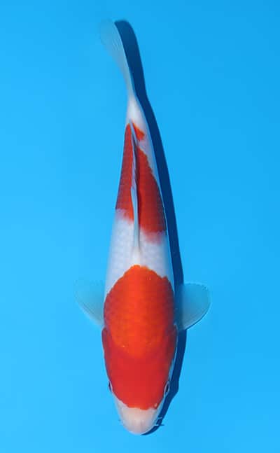 Kohaku - koi #y0209n015 - Omosako Koi Farm