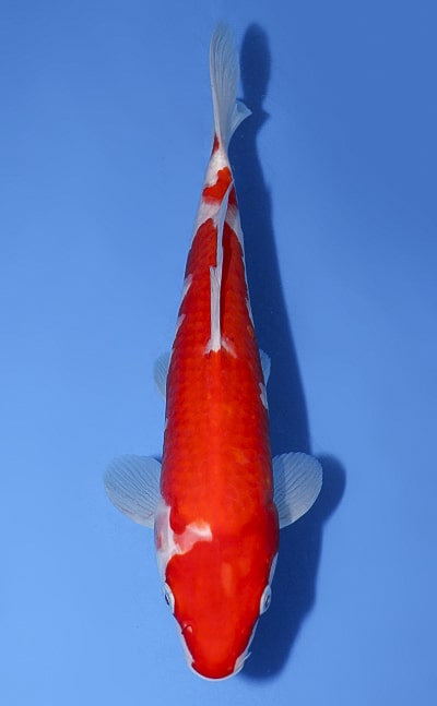 Kohaku - koi #y0210a015-re - Dainichi Koi Farm