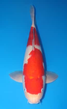 Kohaku - koi #y0212s025-re