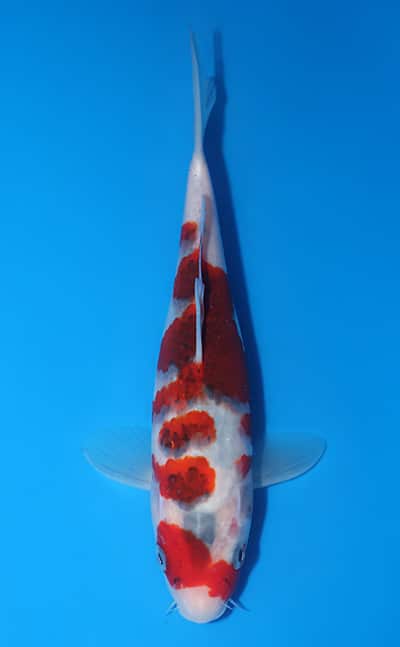 Sakazume Koi Farm Archives - Kodama Koi Farm