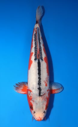 Shusui - koi #y0218s015