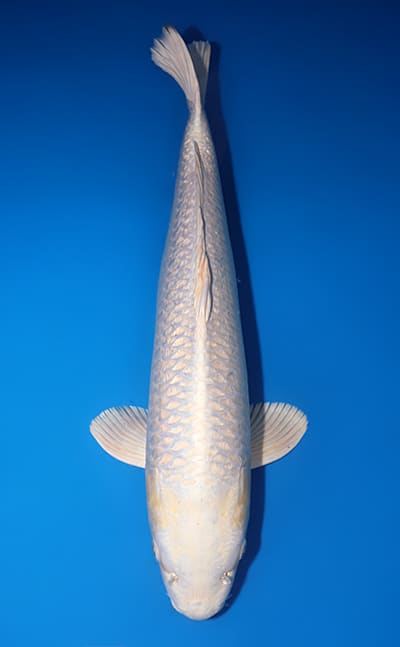Sakazume Koi Farm Archives - Kodama Koi Farm