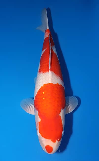 錦鯉【NISHIKI-GOI】KOI／ 紅白【KOUHAKU】／Red and White. ／ 新潟市 